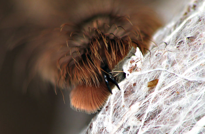Turns Out, Spiders Have Tiny Paws, And It May Change The Way You Look At Them Turns Out, Spiders Have Tiny Paws, And It May Change The Way You Look At Them