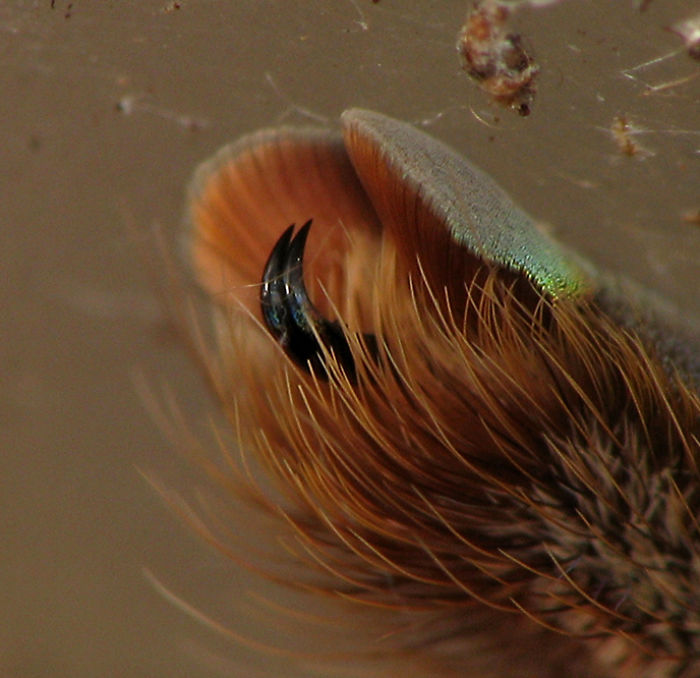 Turns Out, Spiders Have Tiny Paws, And It May Change The Way You Look At Them Turns Out, Spiders Have Tiny Paws, And It May Change The Way You Look At Them