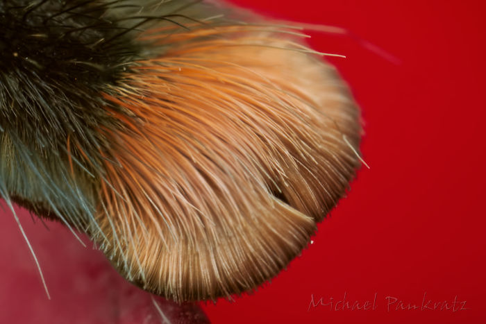 Turns Out, Spiders Have Tiny Paws, And It May Change The Way You Look At Them Turns Out, Spiders Have Tiny Paws, And It May Change The Way You Look At Them