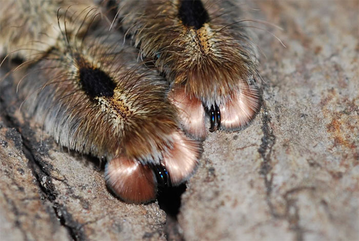 Turns Out, Spiders Have Tiny Paws, And It May Change The Way You Look At Them Turns Out, Spiders Have Tiny Paws, And It May Change The Way You Look At Them