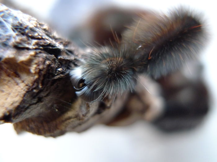 Turns Out, Spiders Have Tiny Paws, And It May Change The Way You Look At Them Turns Out, Spiders Have Tiny Paws, And It May Change The Way You Look At Them