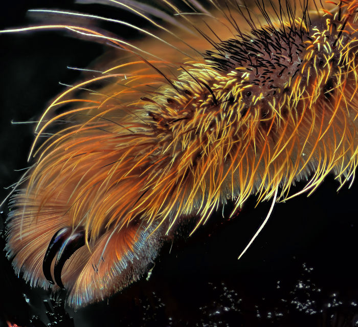 Turns Out, Spiders Have Tiny Paws, And It May Change The Way You Look At Them Turns Out, Spiders Have Tiny Paws, And It May Change The Way You Look At Them