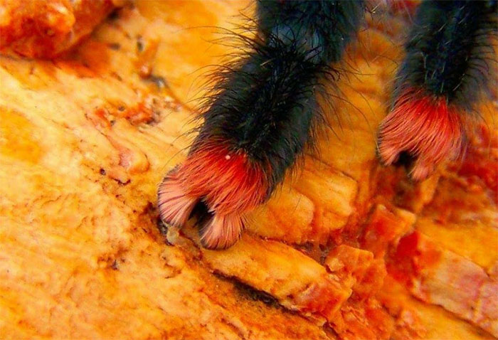 Turns Out, Spiders Have Tiny Paws, And It May Change The Way You Look At Them Turns Out, Spiders Have Tiny Paws, And It May Change The Way You Look At Them