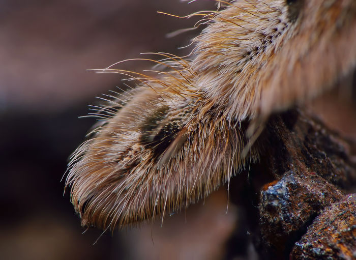 Turns Out, Spiders Have Tiny Paws, And It May Change The Way You Look At Them Turns Out, Spiders Have Tiny Paws, And It May Change The Way You Look At Them