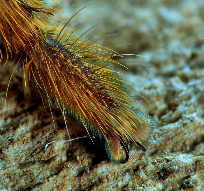 Turns Out, Spiders Have Tiny Paws, And It May Change The Way You Look At Them Turns Out, Spiders Have Tiny Paws, And It May Change The Way You Look At Them