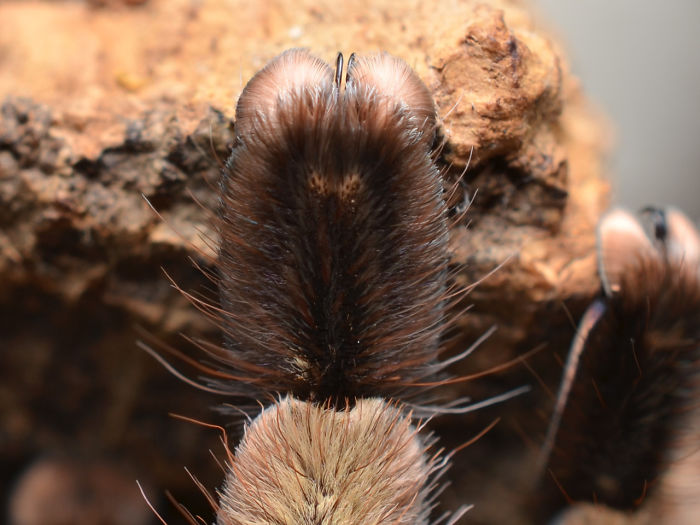 Turns Out, Spiders Have Tiny Paws, And It May Change The Way You Look At Them Turns Out, Spiders Have Tiny Paws, And It May Change The Way You Look At Them