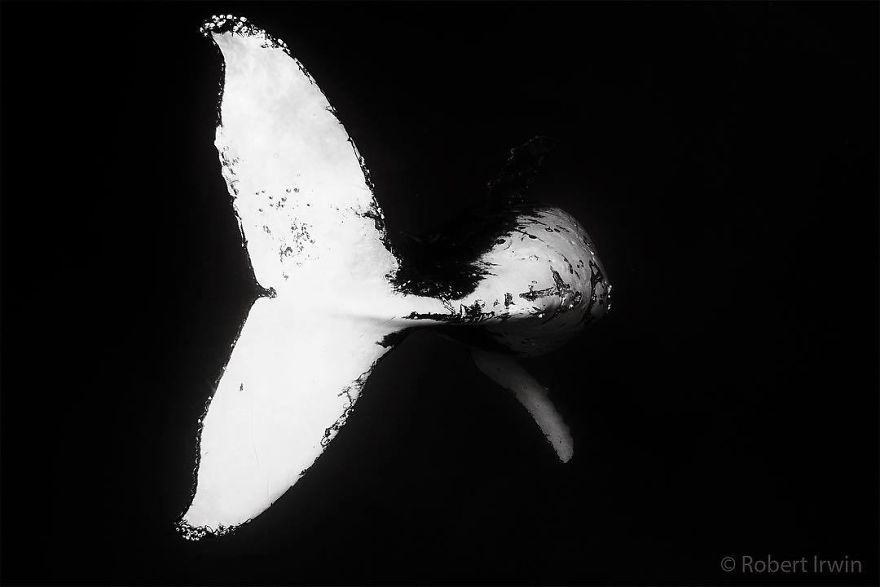 Steve Irwin’s Son Is An Award Winning Photographer And These Photos Show Why Steve Irwin’s Son Is An Award Winning Photographer And These Photos Show Why