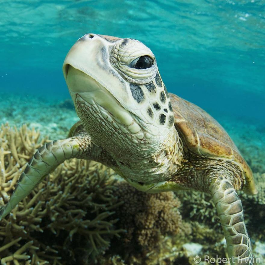 Steve Irwin’s Son Is An Award Winning Photographer And These Photos Show Why Steve Irwin’s Son Is An Award Winning Photographer And These Photos Show Why