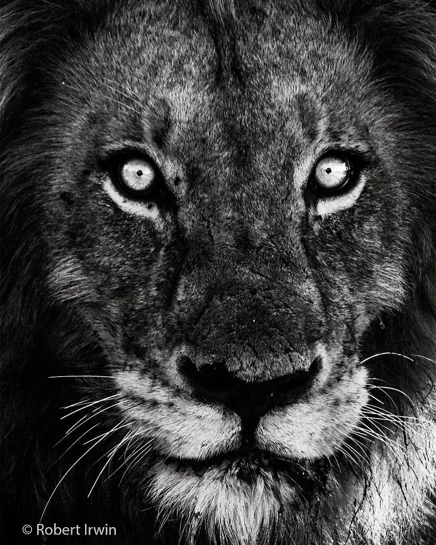 Steve Irwin’s Son Is An Award Winning Photographer And These Photos Show Why Steve Irwin’s Son Is An Award Winning Photographer And These Photos Show Why