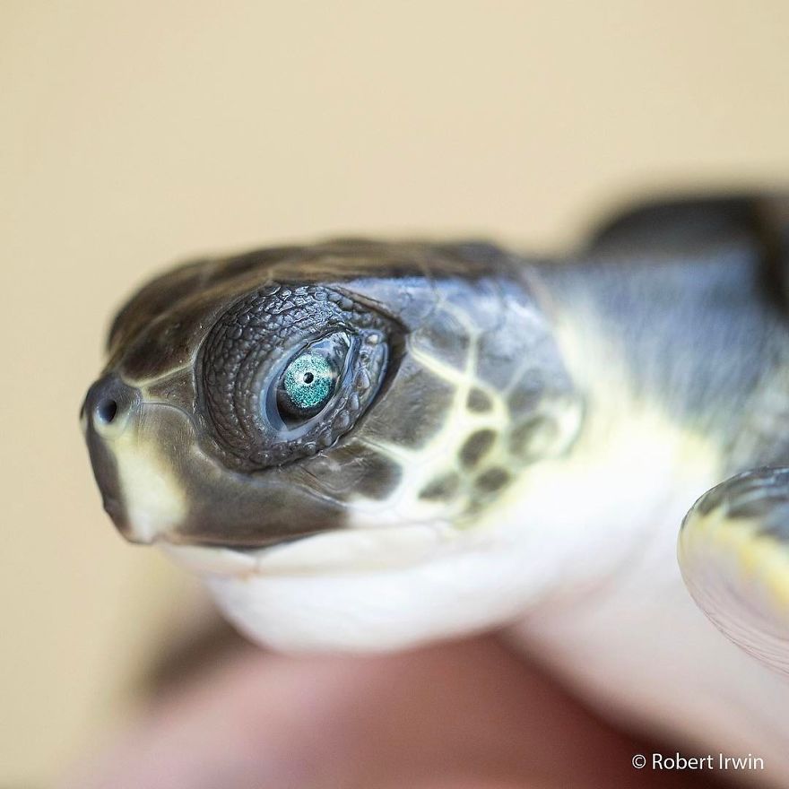 Steve Irwin’s Son Is An Award Winning Photographer And These Photos Show Why Steve Irwin’s Son Is An Award Winning Photographer And These Photos Show Why