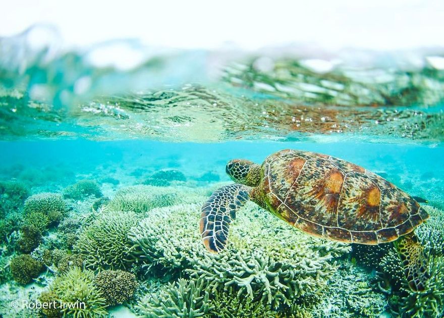 Steve Irwin’s Son Is An Award Winning Photographer And These Photos Show Why Steve Irwin’s Son Is An Award Winning Photographer And These Photos Show Why