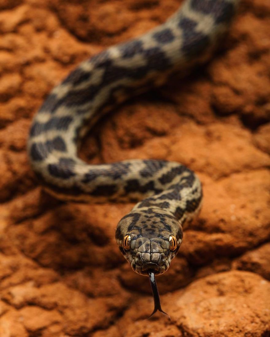 Steve Irwin’s Son Is An Award Winning Photographer And These Photos Show Why Steve Irwin’s Son Is An Award Winning Photographer And These Photos Show Why