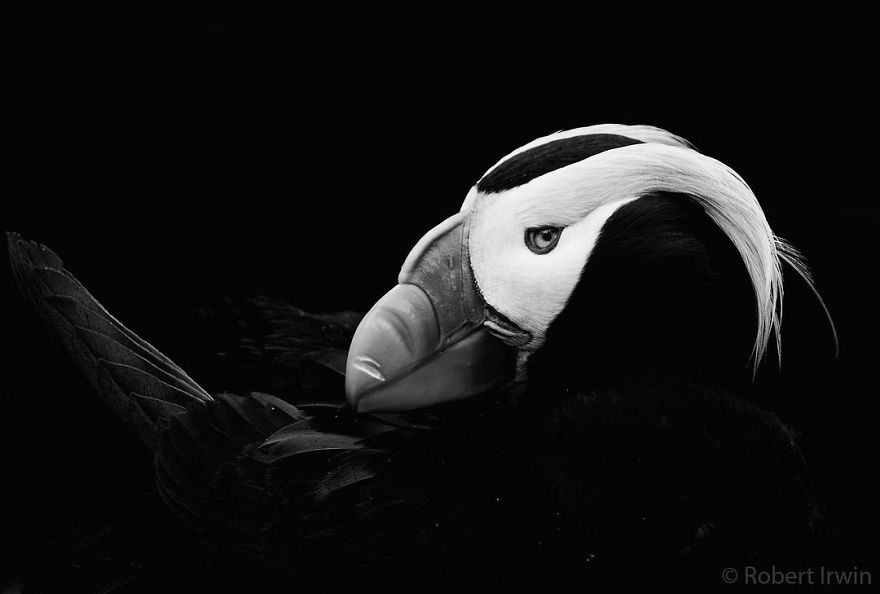 Steve Irwin’s Son Is An Award Winning Photographer And These Photos Show Why Steve Irwin’s Son Is An Award Winning Photographer And These Photos Show Why