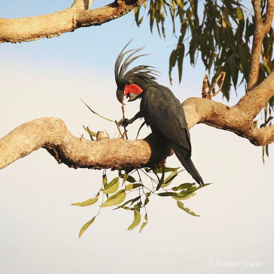 Steve Irwin’s Son Is An Award Winning Photographer And These Photos Show Why Steve Irwin’s Son Is An Award Winning Photographer And These Photos Show Why