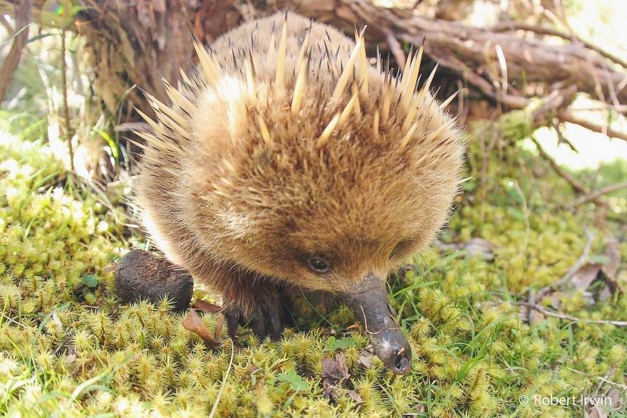 Steve Irwin’s Son Is An Award Winning Photographer And These Photos Show Why Steve Irwin’s Son Is An Award Winning Photographer And These Photos Show Why