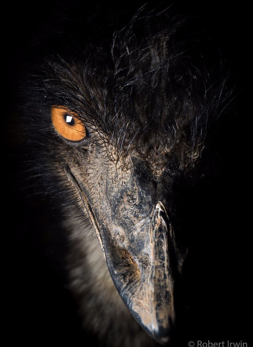 Steve Irwin’s Son Is An Award Winning Photographer And These Photos Show Why Steve Irwin’s Son Is An Award Winning Photographer And These Photos Show Why