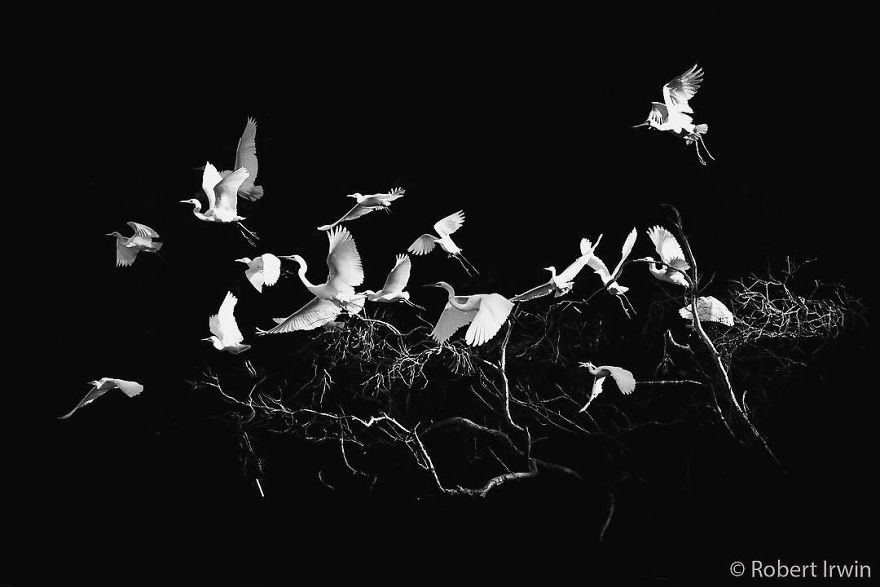 Steve Irwin’s Son Is An Award Winning Photographer And These Photos Show Why Steve Irwin’s Son Is An Award Winning Photographer And These Photos Show Why