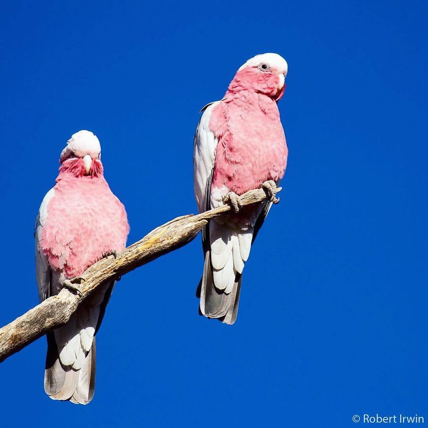 Steve Irwin’s Son Is An Award Winning Photographer And These Photos Show Why Steve Irwin’s Son Is An Award Winning Photographer And These Photos Show Why