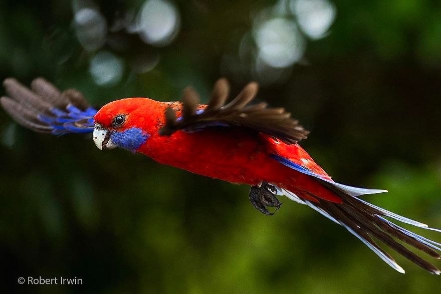 Steve Irwin’s Son Is An Award Winning Photographer And These Photos Show Why Steve Irwin’s Son Is An Award Winning Photographer And These Photos Show Why