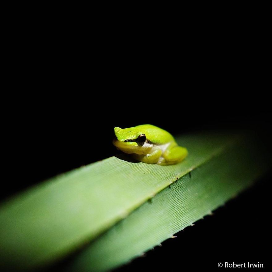 Steve Irwin’s Son Is An Award Winning Photographer And These Photos Show Why Steve Irwin’s Son Is An Award Winning Photographer And These Photos Show Why