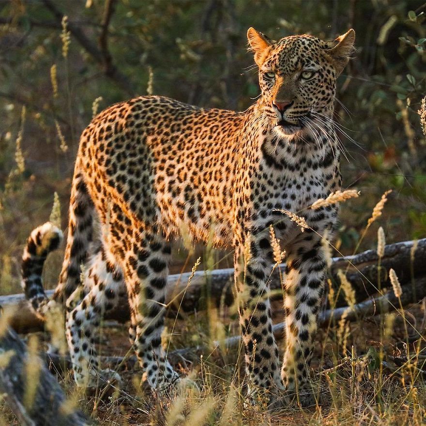 Steve Irwin’s Son Is An Award Winning Photographer And These Photos Show Why Steve Irwin’s Son Is An Award Winning Photographer And These Photos Show Why