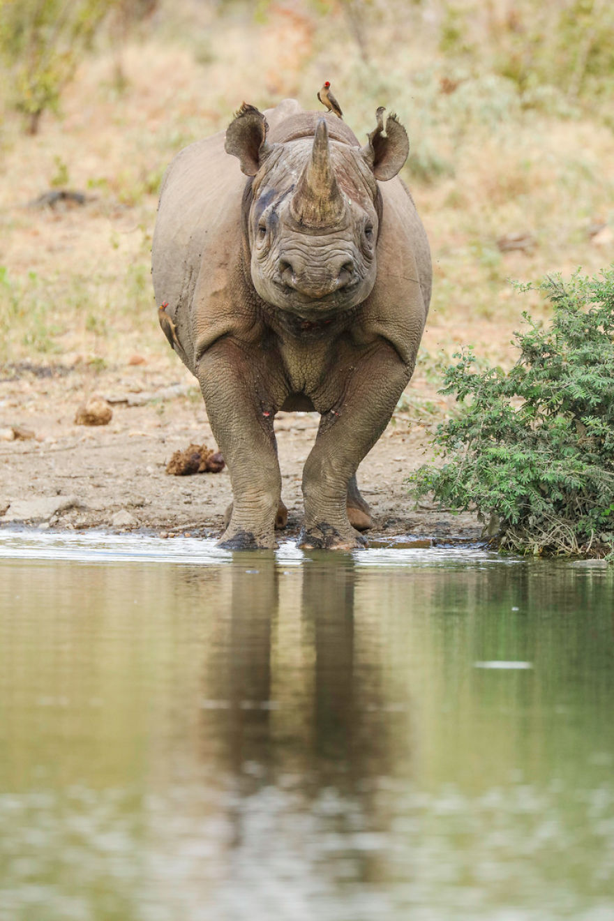 Steve Irwin’s Son Is An Award Winning Photographer And These Photos Show Why Steve Irwin’s Son Is An Award Winning Photographer And These Photos Show Why