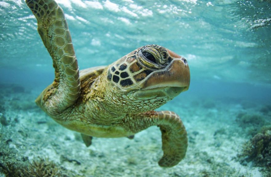 Steve Irwin’s Son Is An Award Winning Photographer And These Photos Show Why Steve Irwin’s Son Is An Award Winning Photographer And These Photos Show Why