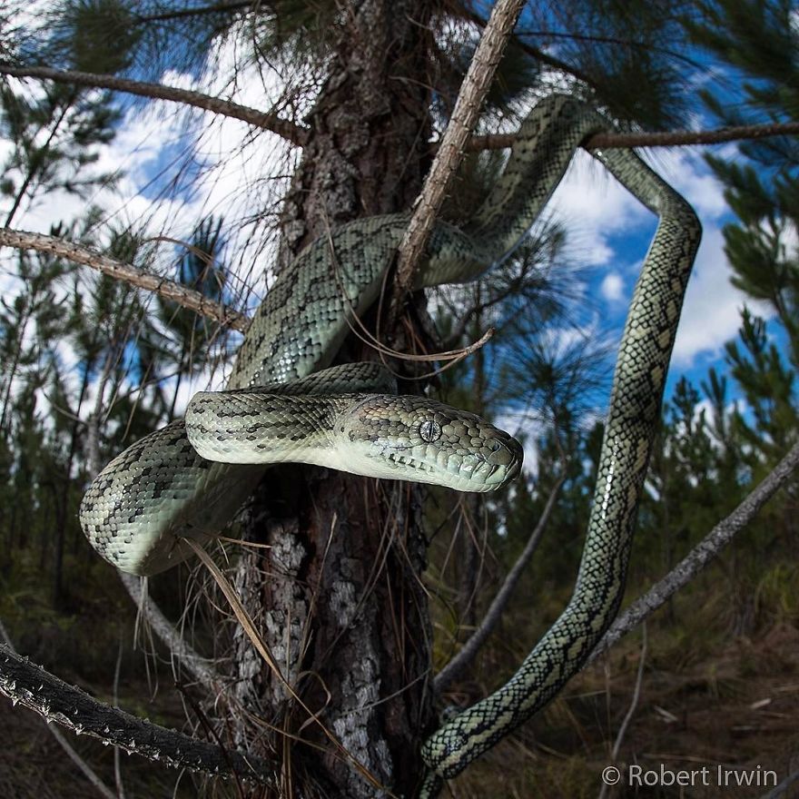 Steve Irwin’s Son Is An Award Winning Photographer And These Photos Show Why Steve Irwin’s Son Is An Award Winning Photographer And These Photos Show Why