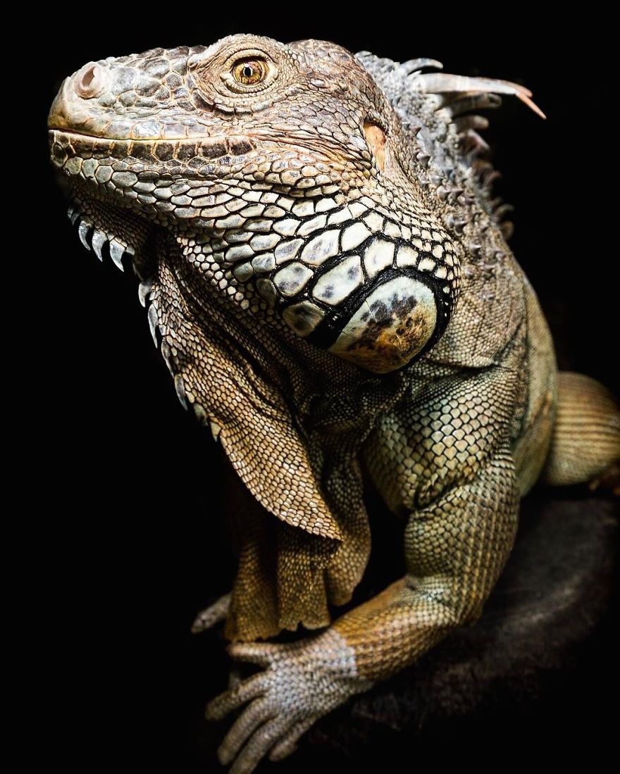 Steve Irwin’s Son Is An Award Winning Photographer And These Photos Show Why Steve Irwin’s Son Is An Award Winning Photographer And These Photos Show Why