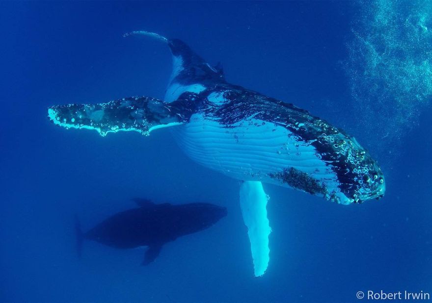 Steve Irwin’s Son Is An Award Winning Photographer And These Photos Show Why Steve Irwin’s Son Is An Award Winning Photographer And These Photos Show Why