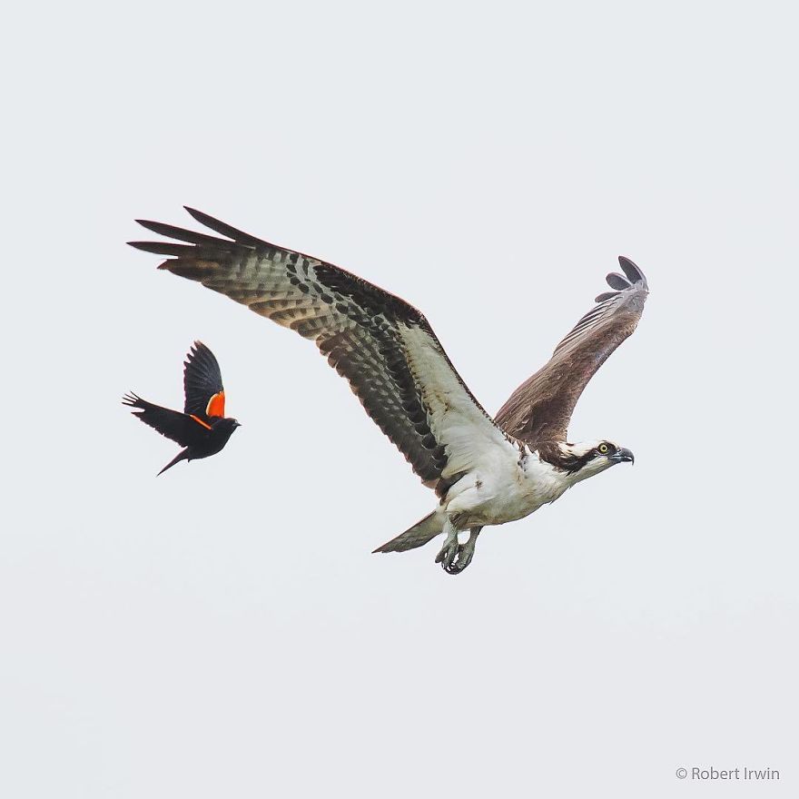 Steve Irwin’s Son Is An Award Winning Photographer And These Photos Show Why Steve Irwin’s Son Is An Award Winning Photographer And These Photos Show Why