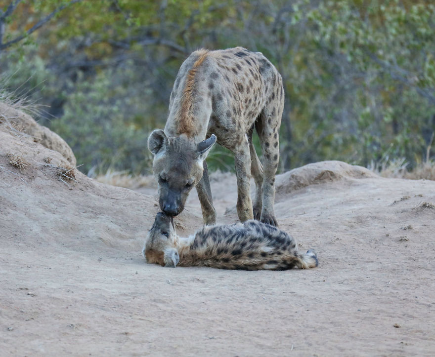 Steve Irwin’s Son Is An Award Winning Photographer And These Photos Show Why Steve Irwin’s Son Is An Award Winning Photographer And These Photos Show Why