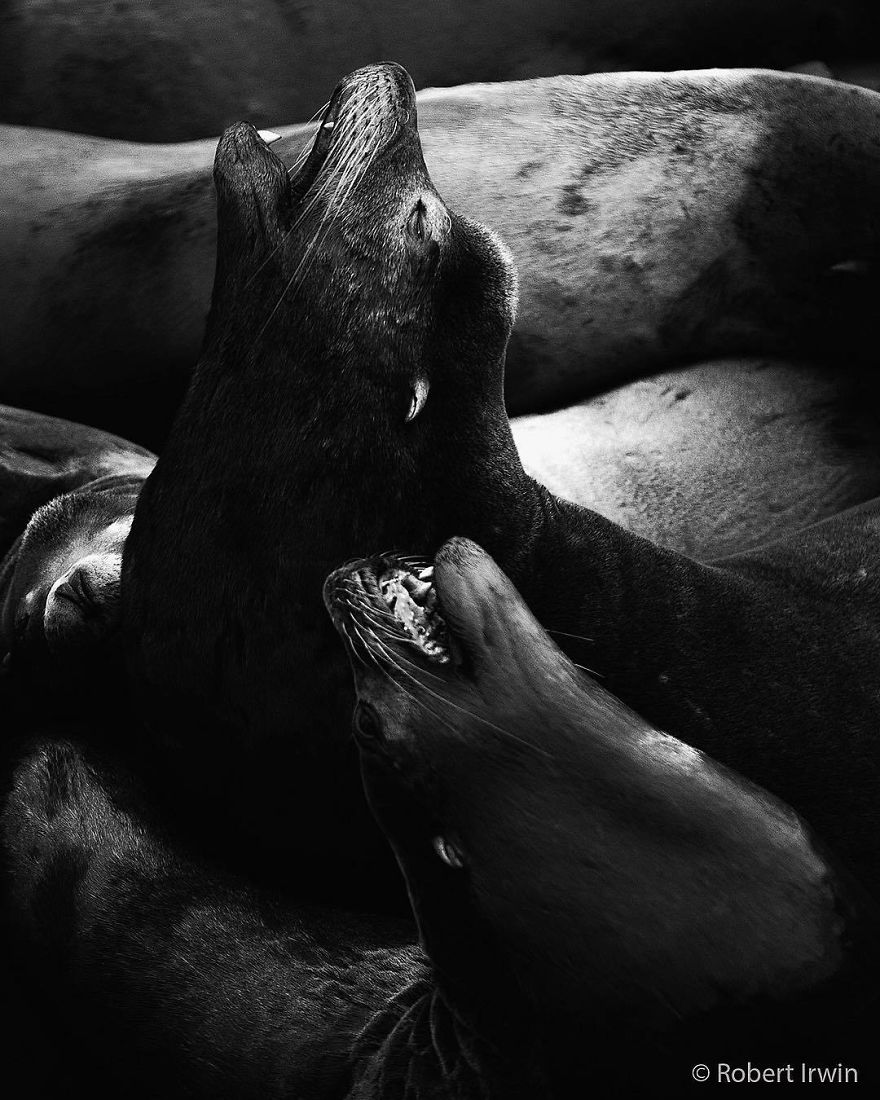 Steve Irwin’s Son Is An Award Winning Photographer And These Photos Show Why Steve Irwin’s Son Is An Award Winning Photographer And These Photos Show Why