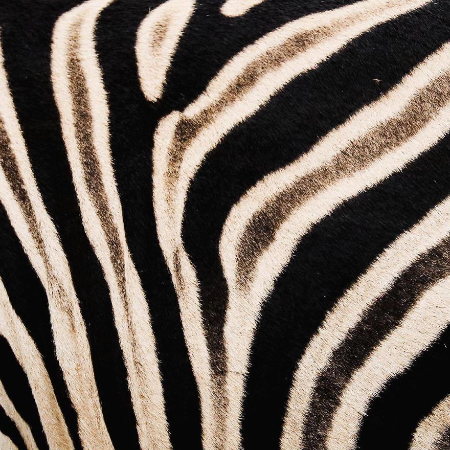 Steve Irwin’s Son Is An Award Winning Photographer And These Photos Show Why Steve Irwin’s Son Is An Award Winning Photographer And These Photos Show Why