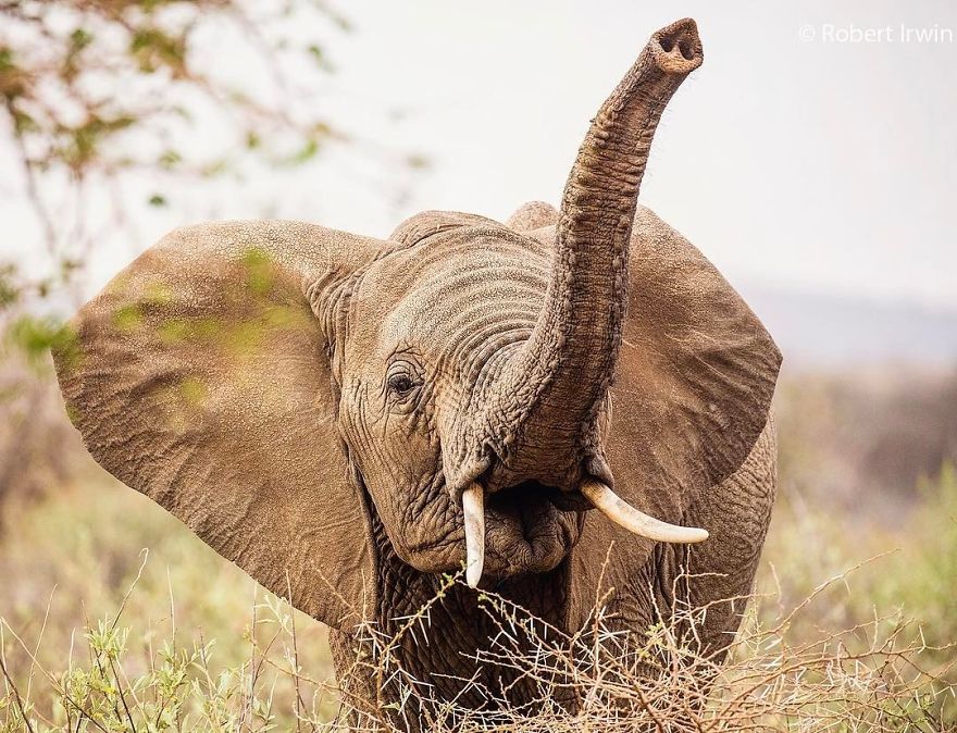 Steve Irwin’s Son Is An Award Winning Photographer And These Photos Show Why Steve Irwin’s Son Is An Award Winning Photographer And These Photos Show Why