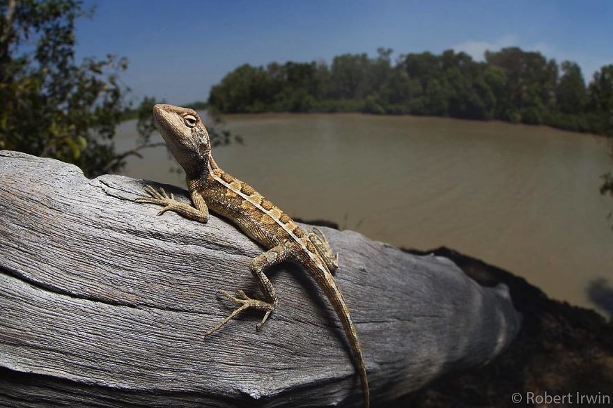 Steve Irwin’s Son Is An Award Winning Photographer And These Photos Show Why Steve Irwin’s Son Is An Award Winning Photographer And These Photos Show Why