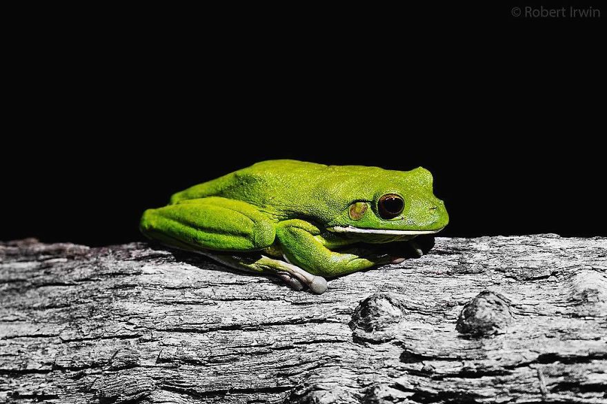 Steve Irwin’s Son Is An Award Winning Photographer And These Photos Show Why Steve Irwin’s Son Is An Award Winning Photographer And These Photos Show Why