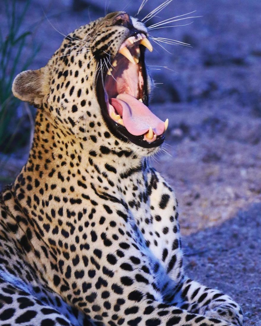 Steve Irwin’s Son Is An Award Winning Photographer And These Photos Show Why Steve Irwin’s Son Is An Award Winning Photographer And These Photos Show Why