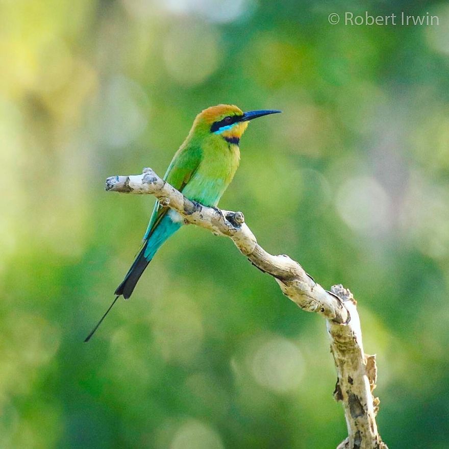 Steve Irwin’s Son Is An Award Winning Photographer And These Photos Show Why Steve Irwin’s Son Is An Award Winning Photographer And These Photos Show Why