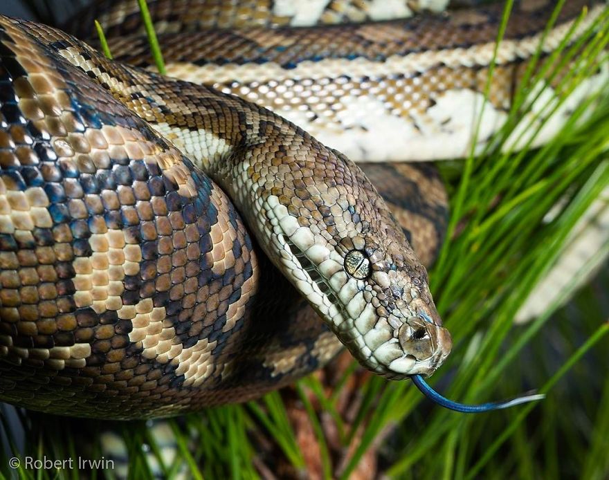 Steve Irwin’s Son Is An Award Winning Photographer And These Photos Show Why Steve Irwin’s Son Is An Award Winning Photographer And These Photos Show Why