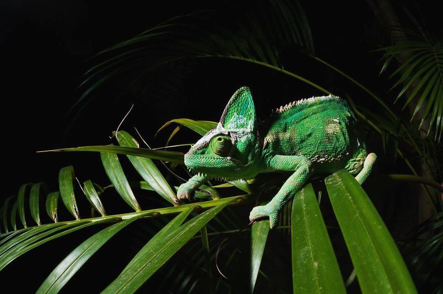 Steve Irwin’s Son Is An Award Winning Photographer And These Photos Show Why Steve Irwin’s Son Is An Award Winning Photographer And These Photos Show Why