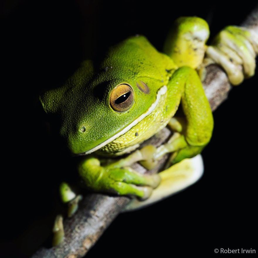 Steve Irwin’s Son Is An Award Winning Photographer And These Photos Show Why Steve Irwin’s Son Is An Award Winning Photographer And These Photos Show Why