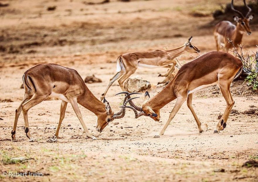 Steve Irwin’s Son Is An Award Winning Photographer And These Photos Show Why Steve Irwin’s Son Is An Award Winning Photographer And These Photos Show Why