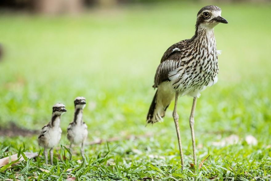 Steve Irwin’s Son Is An Award Winning Photographer And These Photos Show Why Steve Irwin’s Son Is An Award Winning Photographer And These Photos Show Why