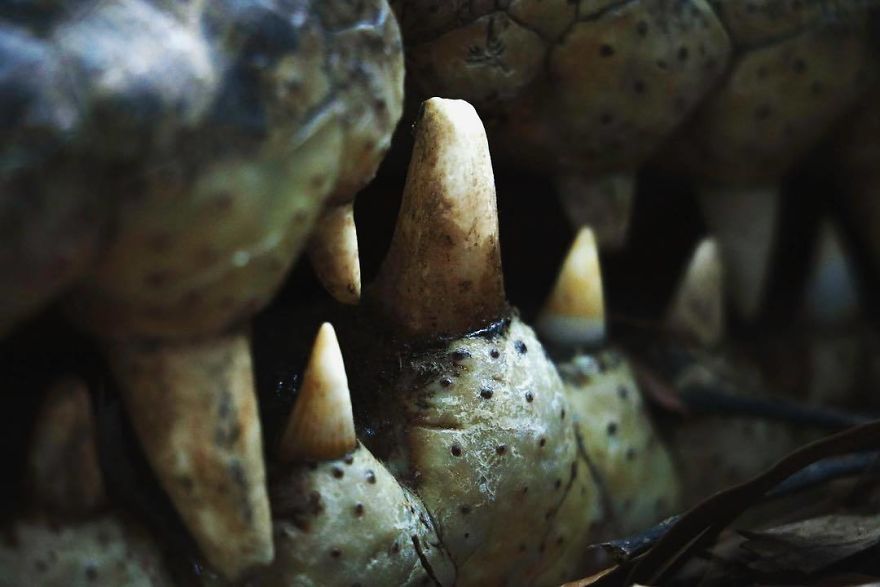 Steve Irwin’s Son Is An Award Winning Photographer And These Photos Show Why Steve Irwin’s Son Is An Award Winning Photographer And These Photos Show Why