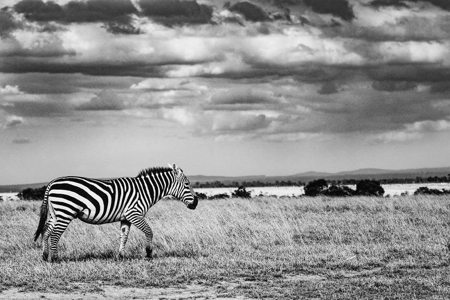 Steve Irwin’s Son Is An Award Winning Photographer And These Photos Show Why Steve Irwin’s Son Is An Award Winning Photographer And These Photos Show Why