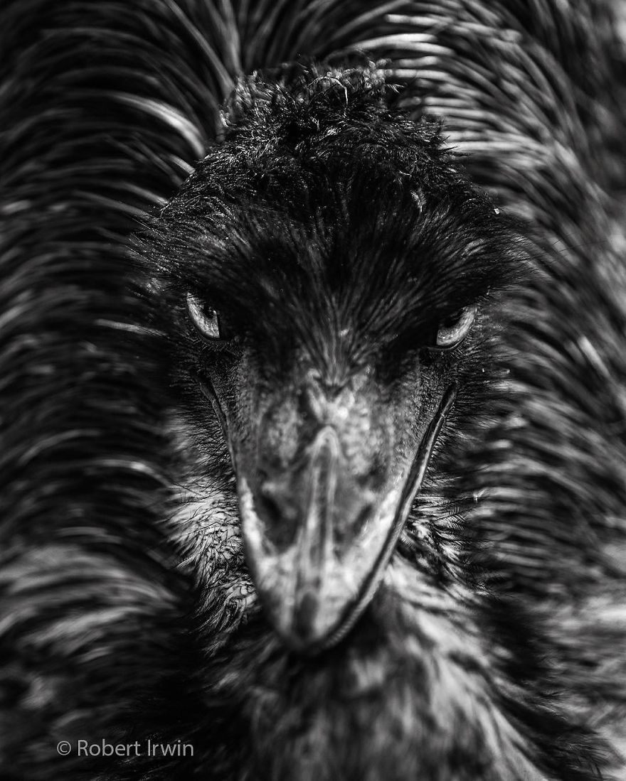 Steve Irwin’s Son Is An Award Winning Photographer And These Photos Show Why Steve Irwin’s Son Is An Award Winning Photographer And These Photos Show Why