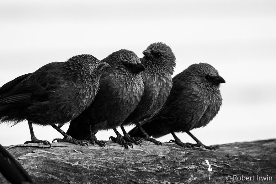 Steve Irwin’s Son Is An Award Winning Photographer And These Photos Show Why Steve Irwin’s Son Is An Award Winning Photographer And These Photos Show Why