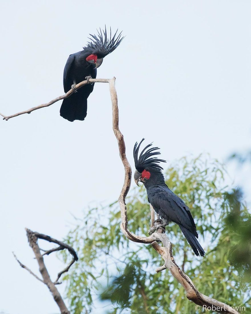 Steve Irwin’s Son Is An Award Winning Photographer And These Photos Show Why Steve Irwin’s Son Is An Award Winning Photographer And These Photos Show Why