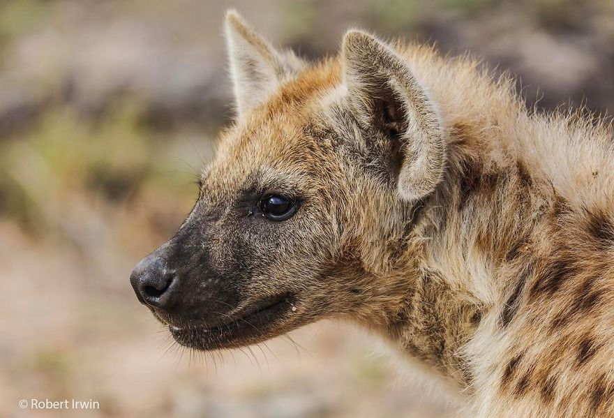 Steve Irwin’s Son Is An Award Winning Photographer And These Photos Show Why Steve Irwin’s Son Is An Award Winning Photographer And These Photos Show Why
